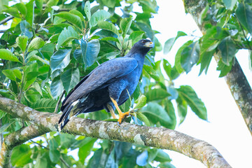 Mangrove Black Hawk, Buteogallus subtilis, large bird found in Central and South America. Wildlife scene from tropical nature. Hawk in nature habitat.