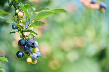成長過程のブルーベリーの実