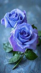 Blue roses on soft color background, romantic feminine composition, wedding invitation concept.
