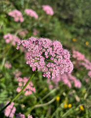 Gro&szlig;e Bibernelle (Pimpinella)