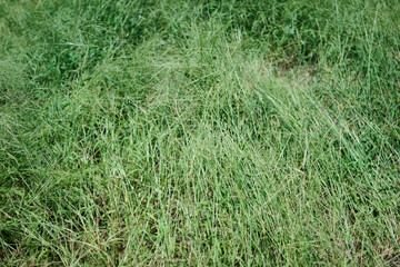 緑豊かな野草が生い茂る風景