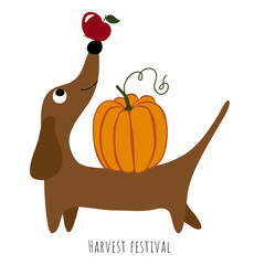 Harvest festival. Cute dachshund dog with pumpkin and apple. Cartoon, doodle. Character. Flat vector illustration isolated on white background.