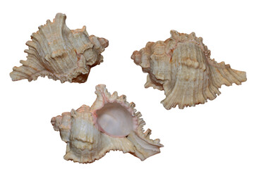 Seashell from the sea. On isolated transparent background.