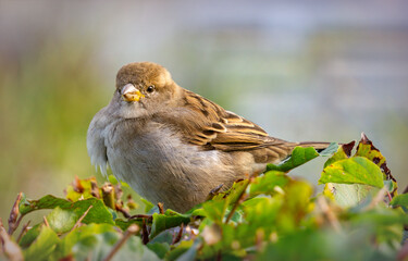 Sparrow in the green autumn garden
