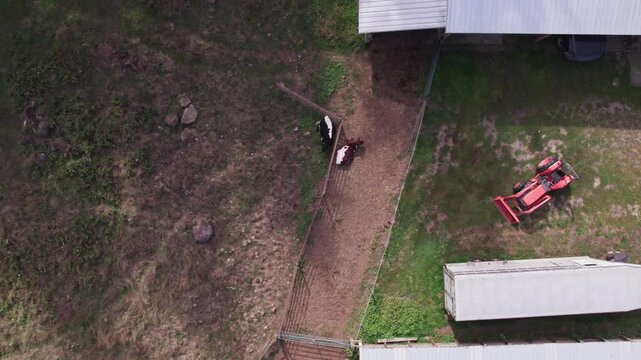 Cows sitting by a tractor
