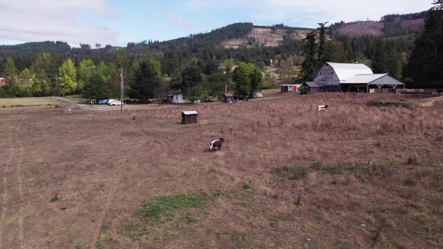 cows in a field