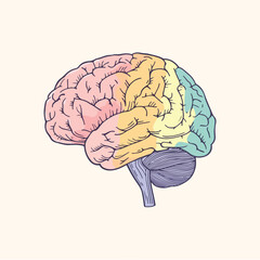 Structure of human brain schematic flat Illustration