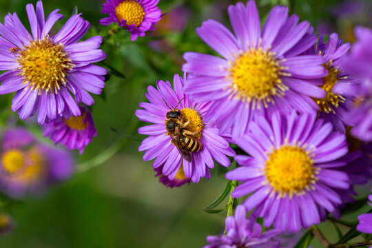 A Great banded Furrow (Halictus scabiosae) on Michaelmas daisies (Aster amellus).