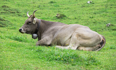 Light brown cow with big bell neck swiss alps, fresh green lush meadow, animal resting, lying, during the day without people