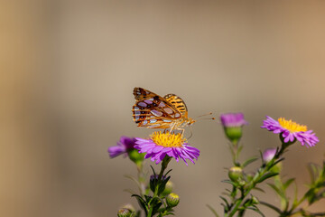 A Queen of Spain fritillary (Issoria lathonia), resting on Michaelmas daisies (Aster).
