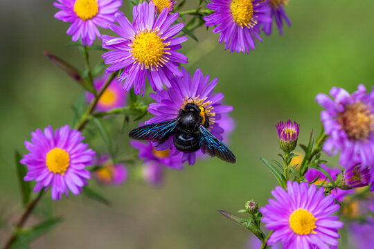 A Violet carpenter bee (Xylocopa violacea) on Michaelmas daisy (Aster) flowers.