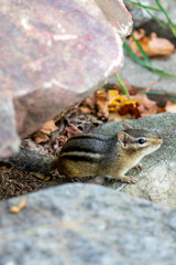Eastern Chipmunk (Tamias striatus) in Rib Mountain State Park, Wausau, Wisconsin