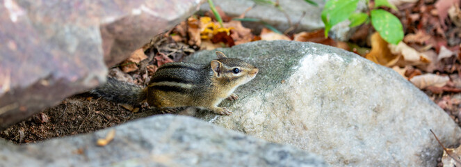 Eastern Chipmunk (Tamias striatus) in Rib Mountain State Park, Wausau, Wisconsin