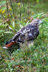 Red-tailed Hawk (Buteo Jamaicensis) in Rib Mountain State Park, Wausau, Wisconsin