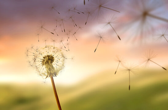 Dandelion Seeds Blowing In The Wind, change and growth concept.