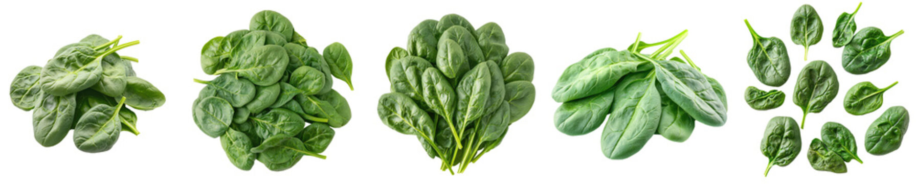 Fresh spinach leaves isolated on transparent background, PNG. Clipart template 