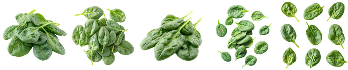 Fresh spinach leaves isolated on transparent background, PNG. Clipart template 