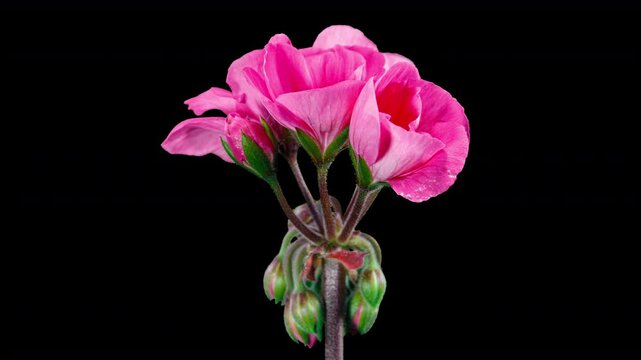 Flower Time Lapse Images – Browse 56,054 Stock Photos