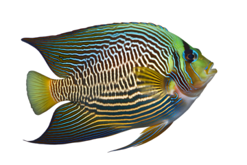 Pterophyllum scalare fish isolated on transparent background