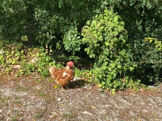 chicken