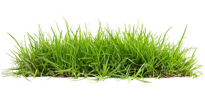 Green fresh blades of grass, patch, lawn, PNG transparent background, isolated graphic resource cutout
