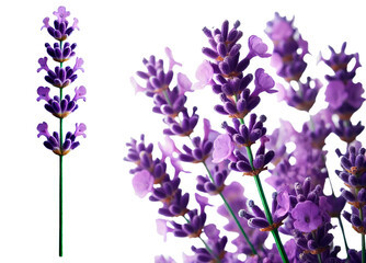 Obraz premium set of lavender sprigs isolated on transparent background