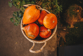 harvest pumpkin in the basket