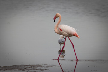 Greater flamingo walking trough the water - Phoenicopterus roseus