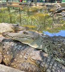 Two crocodiles are laying on a rock in a pool. The water is murky and the sun is shining through the trees, Tovara Nayarit