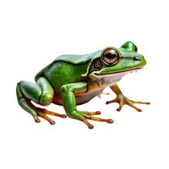 Obraz premium green tree frog ,isolated on white background , transparent png image