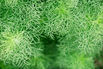 Green Dill Textured Leaves