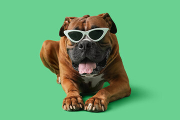 Brown American Bulldog in sunglasses lying near palm leaves on green background. Summer travel concept