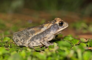 Gulf Coast toad Incilius nebulifer amphibian nature wildlife ground level.