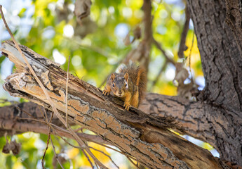 Cute baby squirrel walking on tree branch