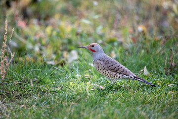 Woodpecker on the grass in Wyoming side view