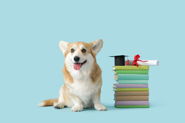Cute Corgi dog with mortar board, diploma and books sitting on blue background