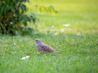 Wood pecker in the grass side view