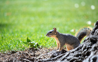 Cute squirrel near tree in a park
