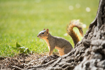 Squirrel by a tree in green park
