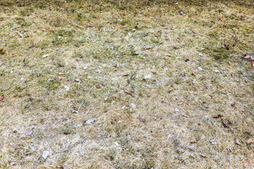 Close-up view of dry grass and fallen leaves on a lawn during early springtime.