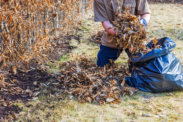 Man collects dry leaves from lawn near hedge and packs them into plastic bag in garden during...
