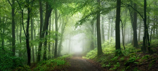 Fotobehang Dreamy scenery with fog in a green fairytale forest. An uplifting yet moody panoramic landscape with freshness, depth and majestic beauty © Smileus