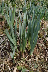 Obraz premium 雪解け後に芽吹いたスイセン