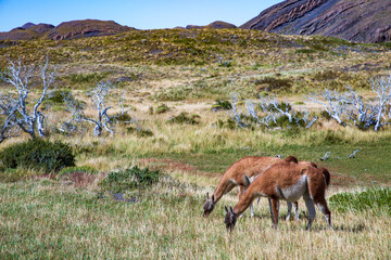 Two guanacos grazing in the Patagonia landscape, Torres del Paine, Chile