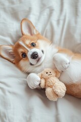 Cute and funny corgi puppy lies with his paws up