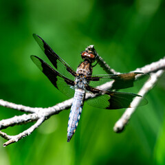 Common Whitetail Dragonfly
