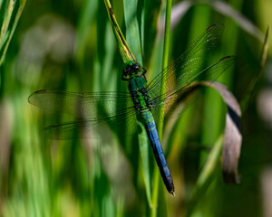 Male Eastern Pondhawk Dragonfly