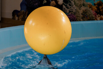 Playful dolphin balancing a bright yellow ball in a vibrant aquatic environment