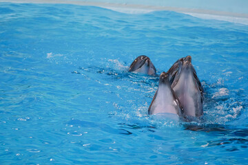 Obraz premium Graceful Dolphins Swimming Playfully in Crystal Clear Aquatic Environment