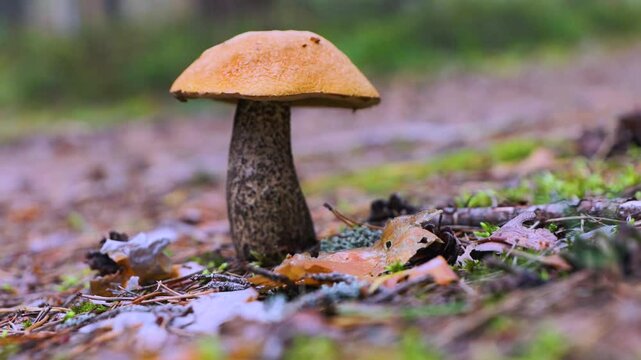 Closeup of orange capped boletus with the thick cap and unique stem growing in a wild forest. Leccinum fungi on a green moss floor. Southern Finland, Kymenlaakso, Hamina. Selective focus